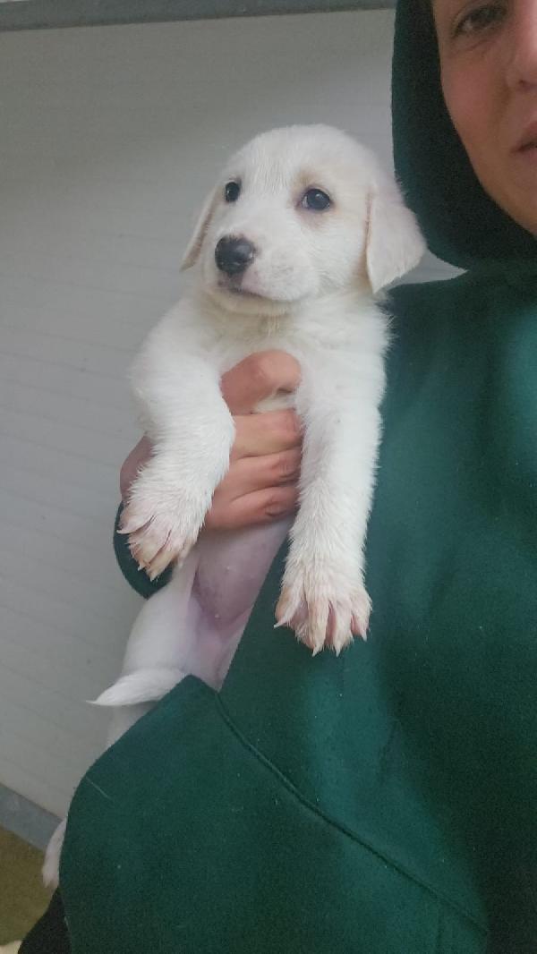 Penelope splendida cucciola simil Labrador cerca casa  Foto 4