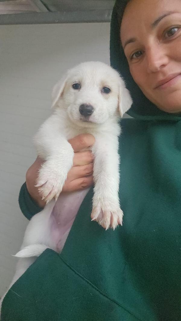 Penelope splendida cucciola simil Labrador cerca casa  Foto 5