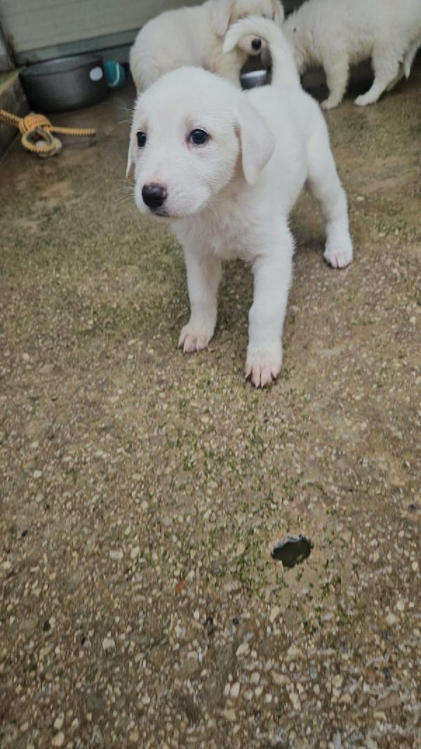 Penelope splendida cucciola simil Labrador cerca casa  Foto 6