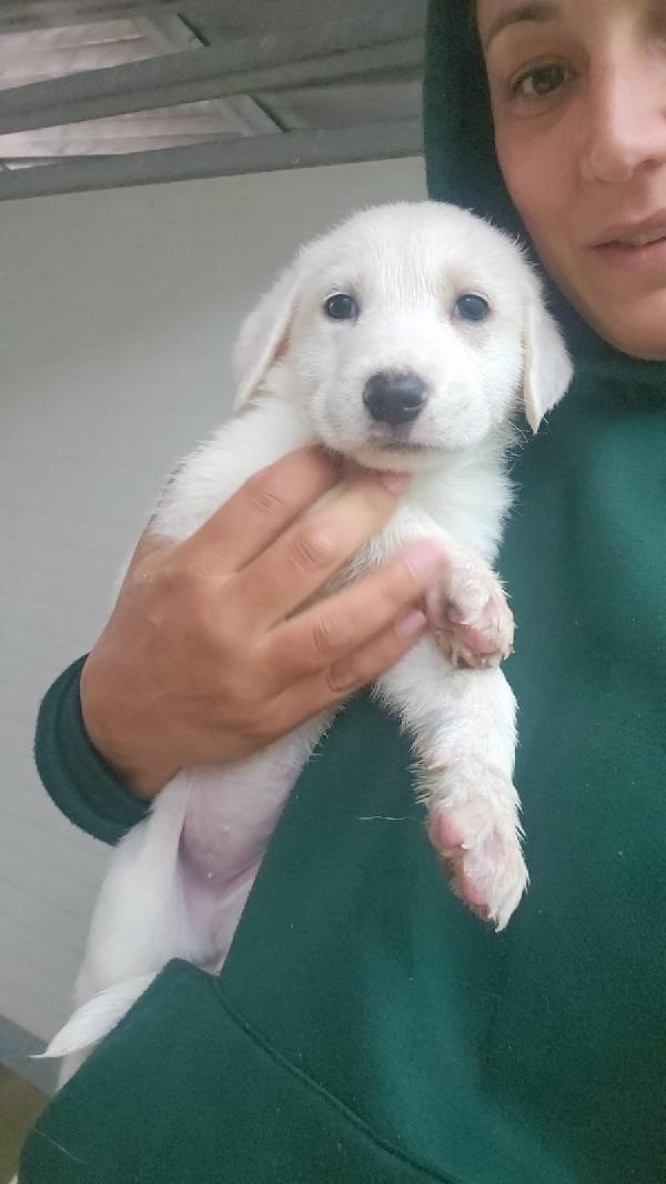 Penelope splendida cucciola simil Labrador cerca casa  Foto 7