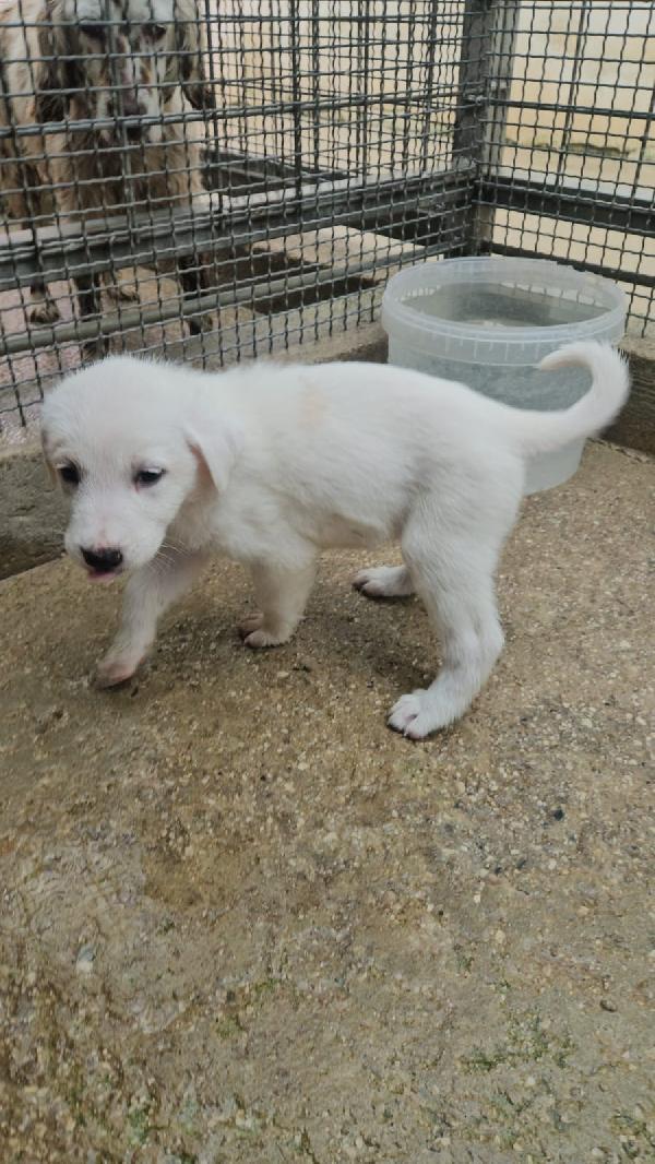 Penelope splendida cucciola simil Labrador cerca casa  Foto 8