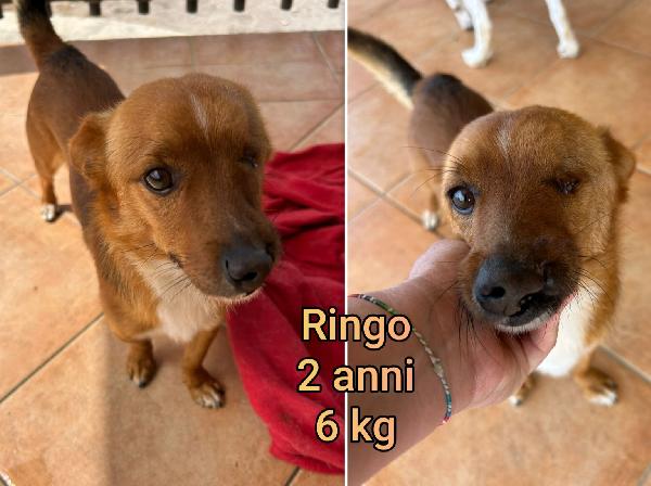 CANI DI PICCOLA MISURA  Foto 2