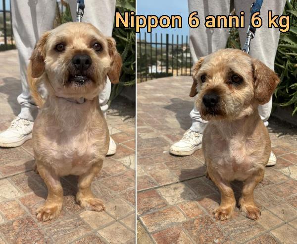 CANI DI PICCOLA MISURA  Foto 3