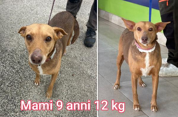 CANI DI PICCOLA MISURA  Foto 7