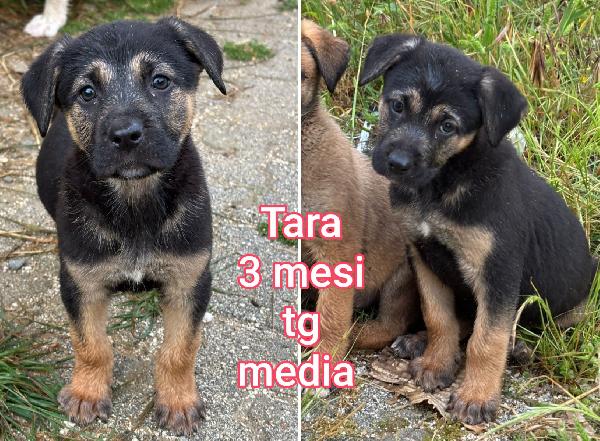 2 mesi: tenerissimi cucciolini  Foto 5