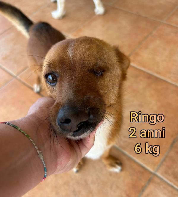 Adottate Un Piccolino Dal Rifugio 