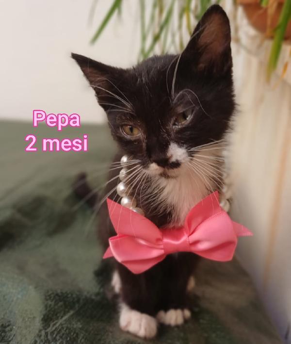 Adotta Un Gattino