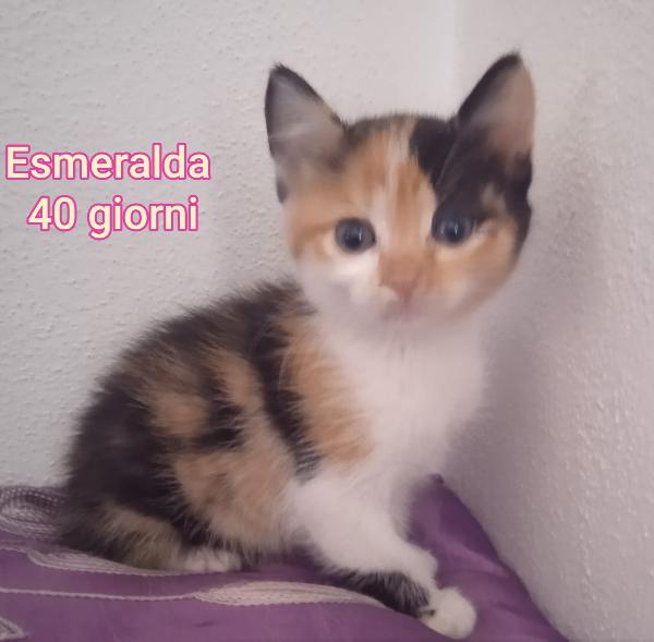 ADOTTA UN GATTINO Foto 3