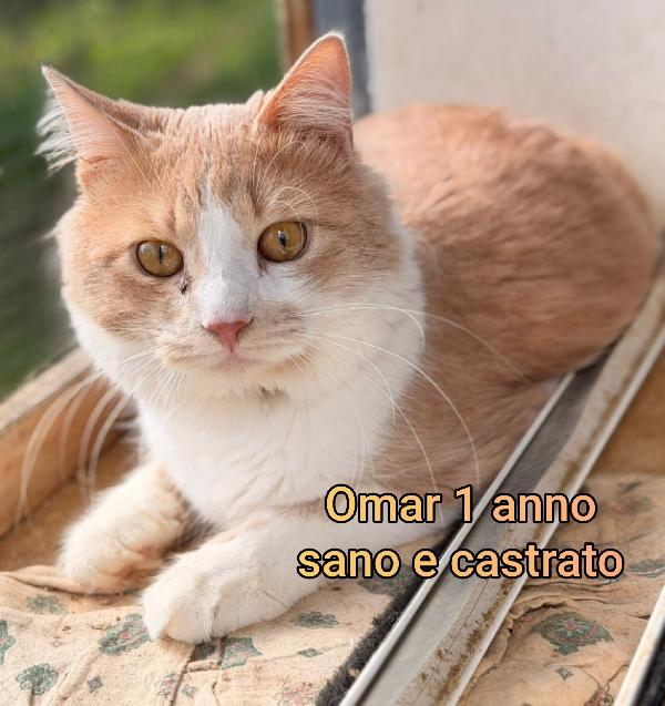 ADOTTA UN GATTINO Foto 6