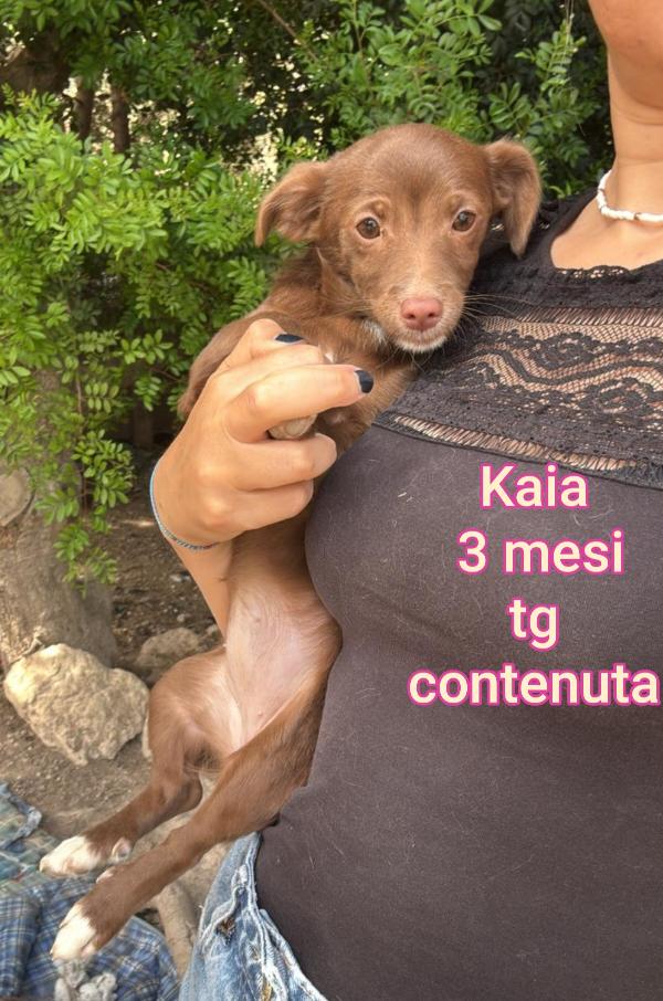 Salva Un Cucciolo 