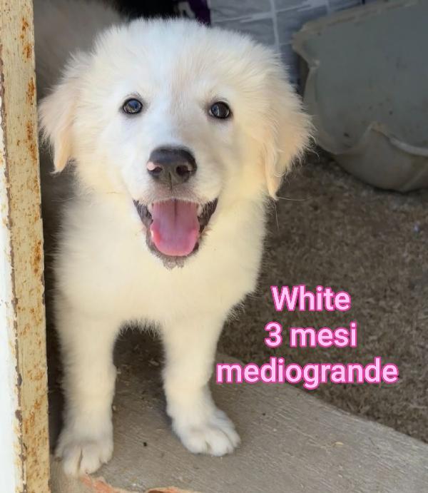 ADOTTATE UN CUCCIOLO  Foto 3