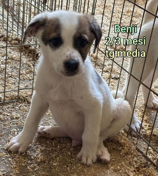 ADOTTATE UN CUCCIOLO  Foto 4