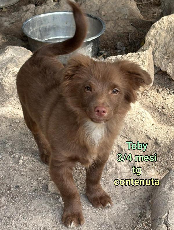ADOTTATE UN CUCCIOLO  Foto 8
