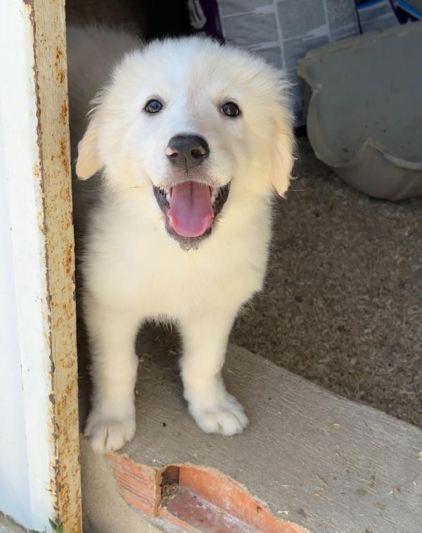 3 Mesi: Cucciola Troppo Grande X Tutti 