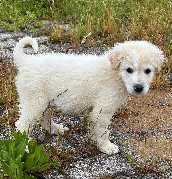 3 mesi: cucciola troppo grande x tutti  Foto 3