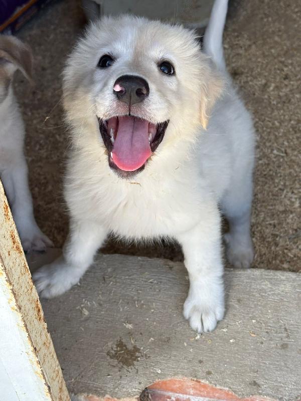 3 mesi: cucciola troppo grande x tutti  Foto 4
