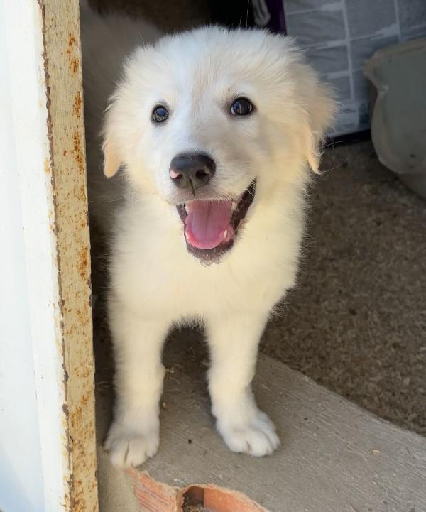 3 mesi: cucciola troppo grande x tutti  Foto 5