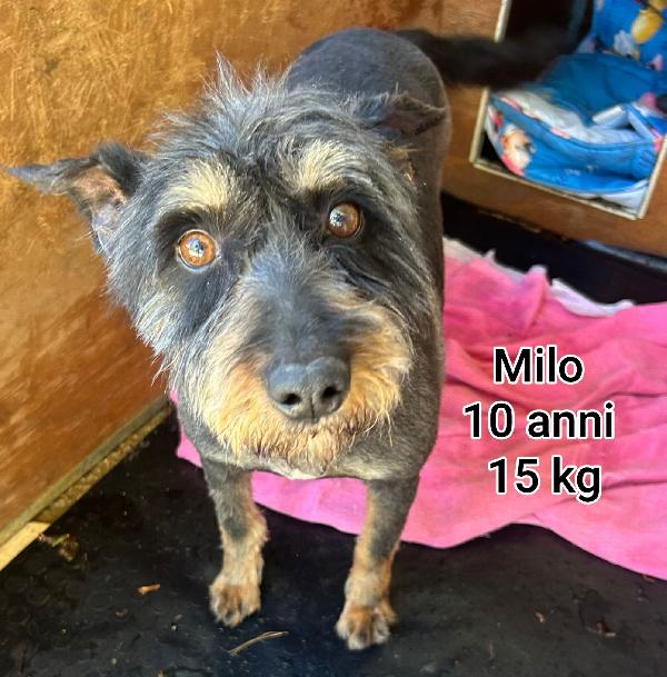 Cani taglia piccola e mediopiccola  Foto 4