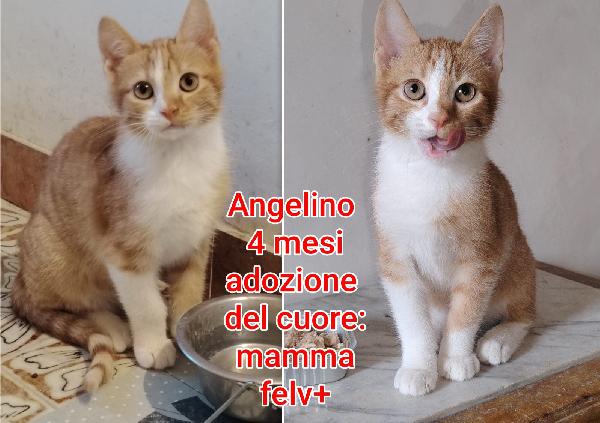 Telefona x uno di questi mici Foto 6