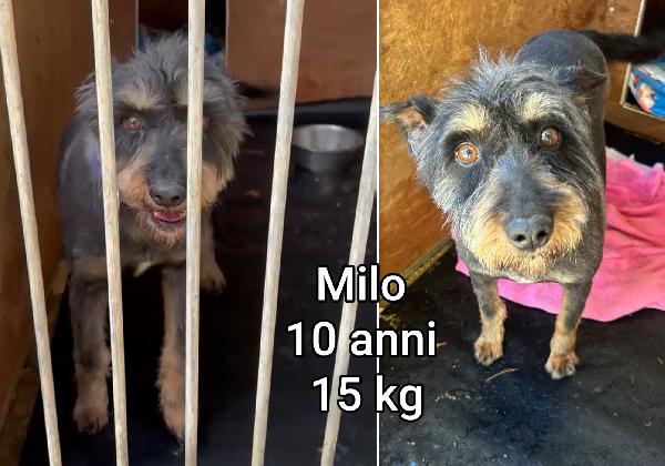 Piccolini in adozione, max 15 kg Foto 2