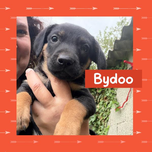 Splendidi 💙🐾 cuccioli futura taglia piccola in adozione  Foto 2