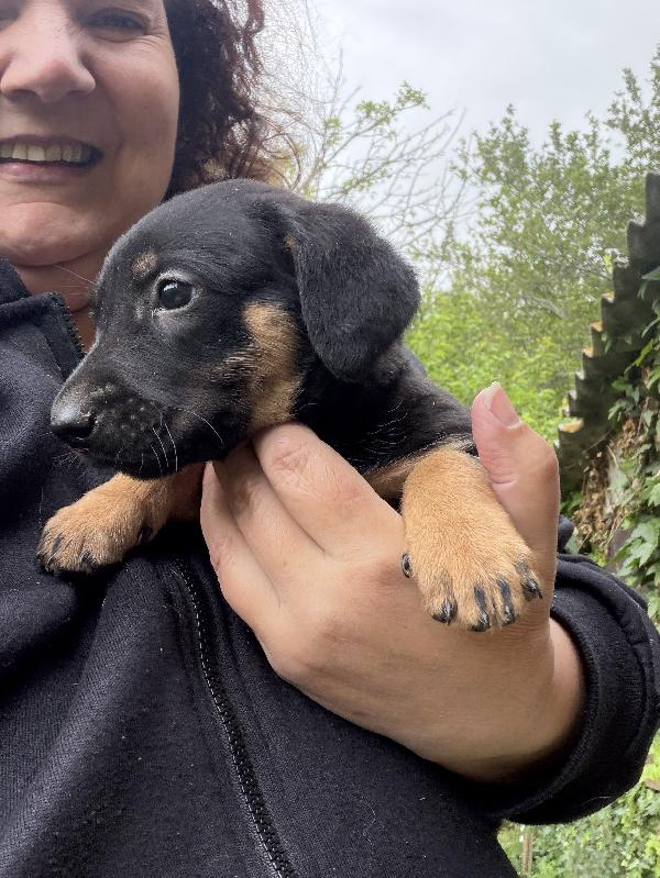 Splendidi 💙🐾 cuccioli futura taglia piccola in adozione  Foto 4