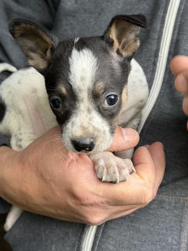 Splendidi 💙🐾 cuccioli futura taglia piccola in adozione  Foto 5