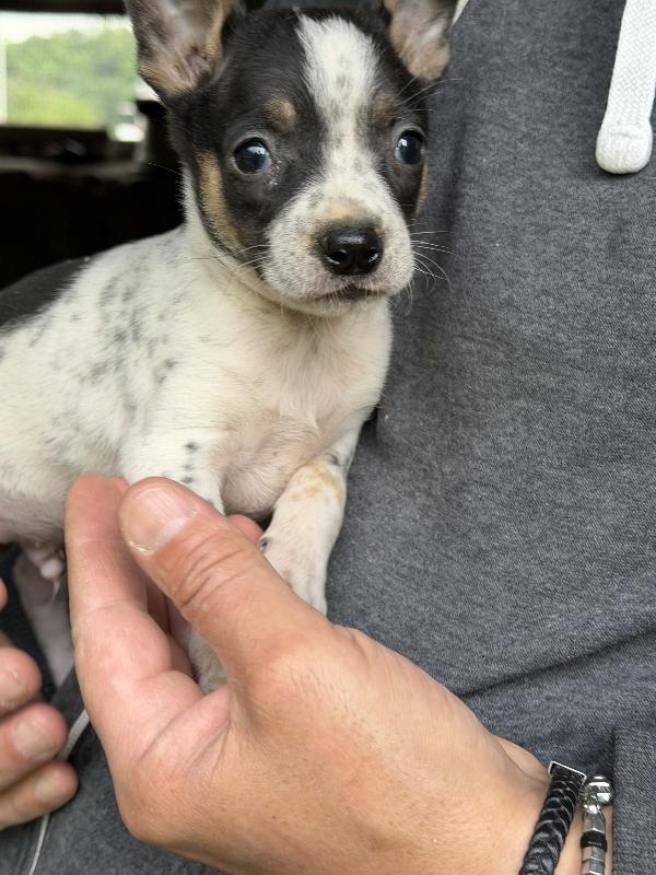 Splendidi 💙🐾 cuccioli futura taglia piccola in adozione  Foto 6