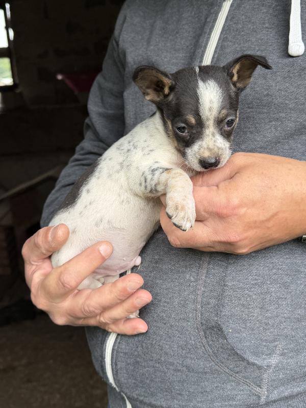 Splendidi 💙🐾 cuccioli futura taglia piccola in adozione  Foto 7