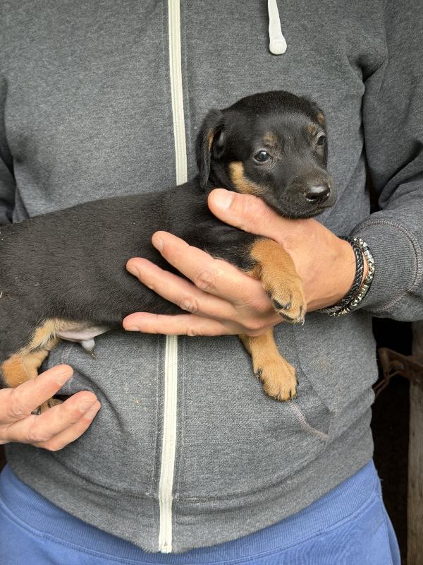 Splendidi 💙🐾 cuccioli futura taglia piccola in adozione  Foto 10