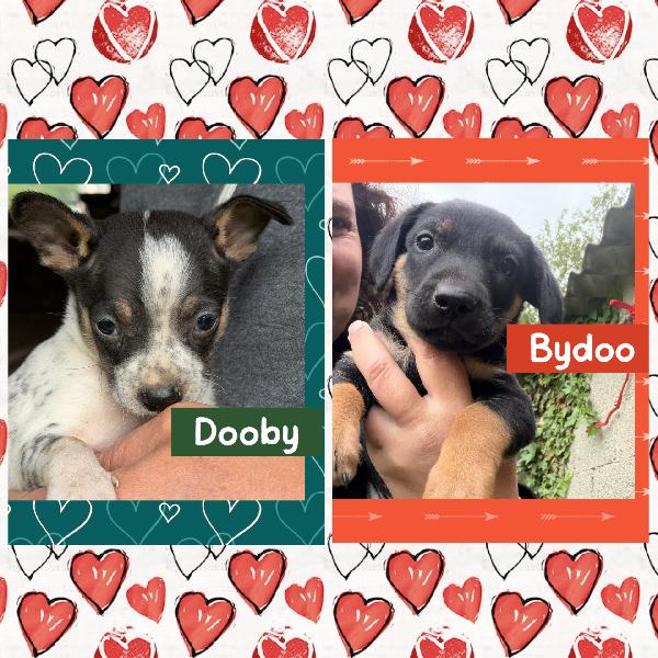 💚🐾 Meravigliosi Cuccioli Taglia Piccola In Adozione 