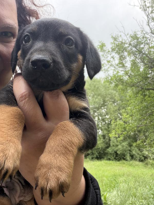 💚🐾 meravigliosi cuccioli taglia piccola in adozione  Foto 4