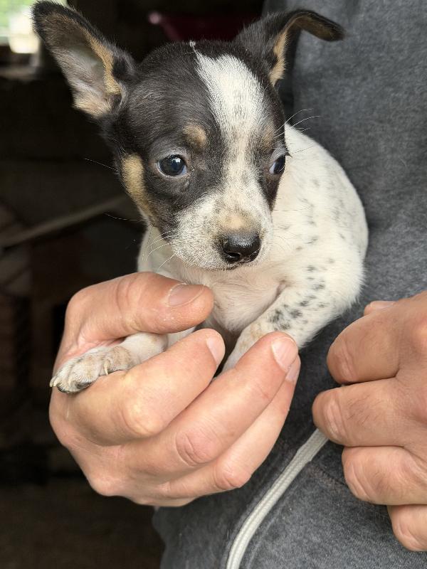💚🐾 meravigliosi cuccioli taglia piccola in adozione  Foto 5
