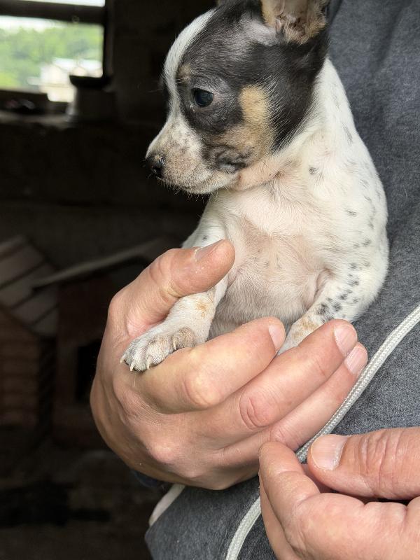 💚🐾 meravigliosi cuccioli taglia piccola in adozione  Foto 6