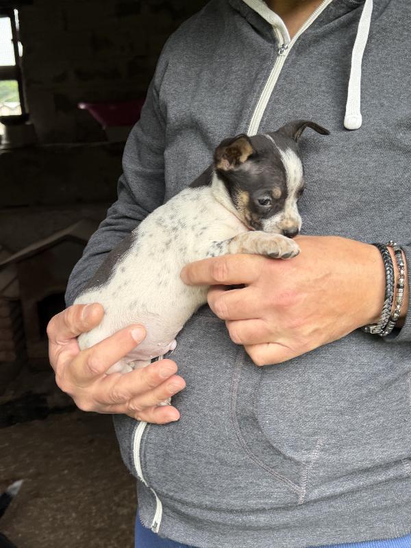 💚🐾 meravigliosi cuccioli taglia piccola in adozione  Foto 7