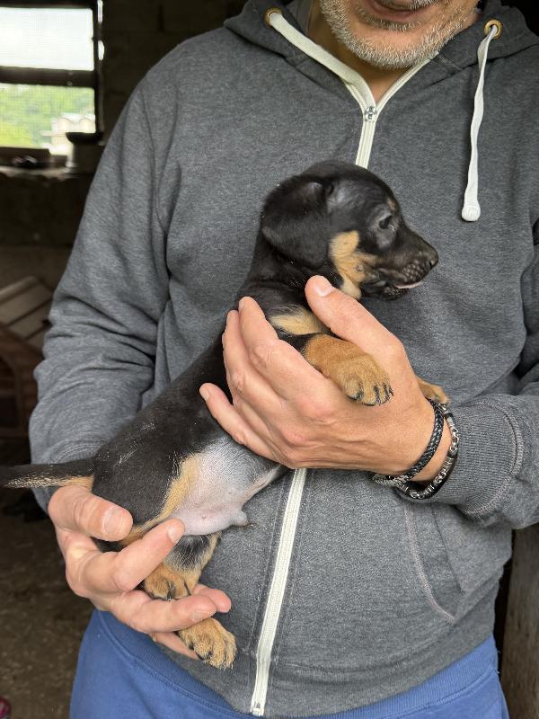 💚🐾 meravigliosi cuccioli taglia piccola in adozione  Foto 8