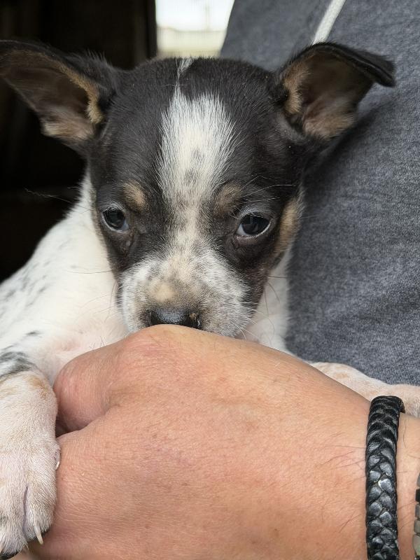 💚🐾 meravigliosi cuccioli taglia piccola in adozione  Foto 9
