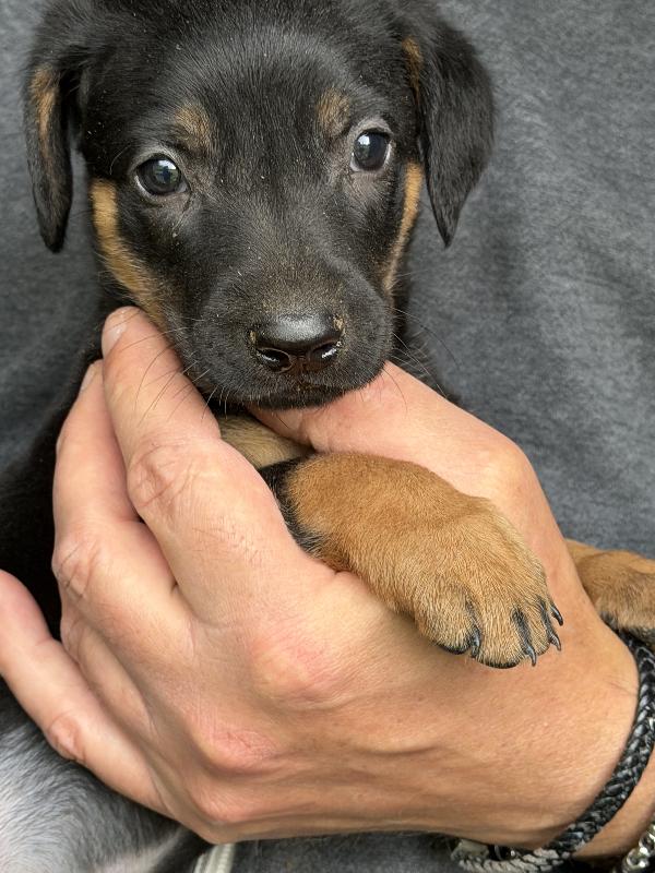 💚🐾 meravigliosi cuccioli taglia piccola in adozione  Foto 10