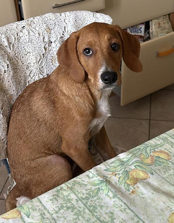 Vento ❤️ Cucciolotto Dolcissimo 