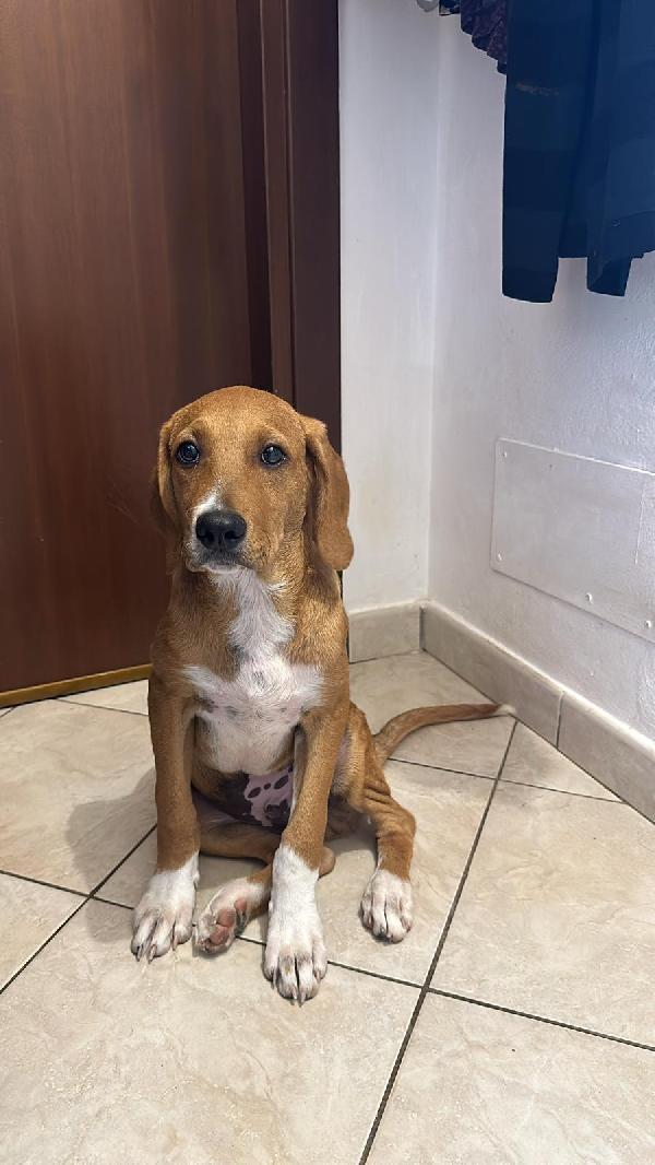 Vento ❤️ Cucciolotto dolcissimo  Foto 2