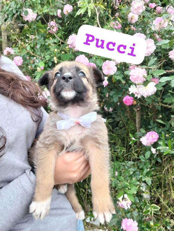 Pucci
