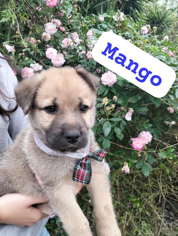 Mango