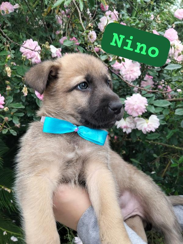 Nino