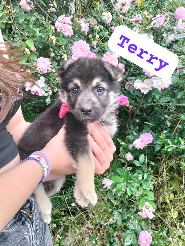 Terry