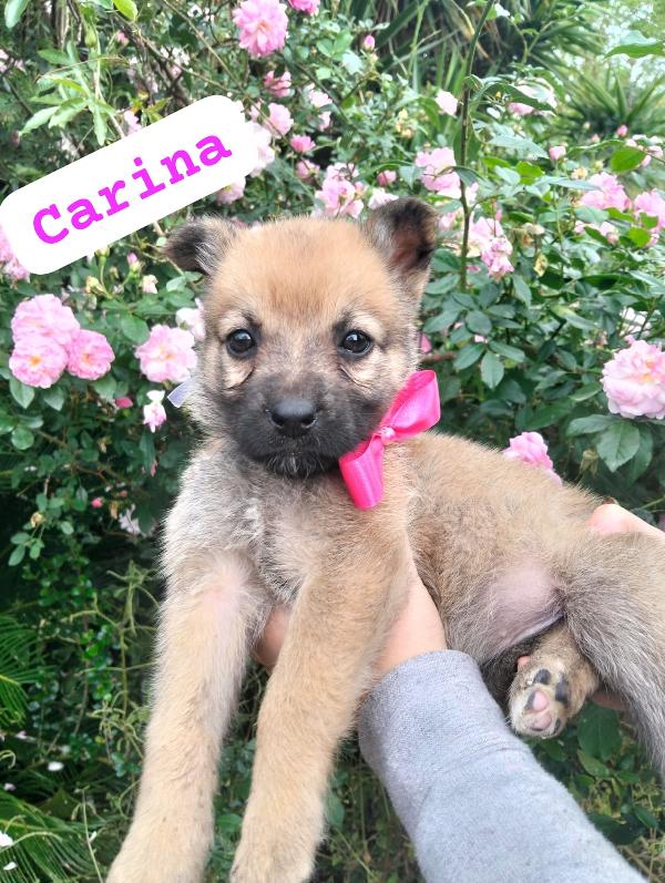 Carina