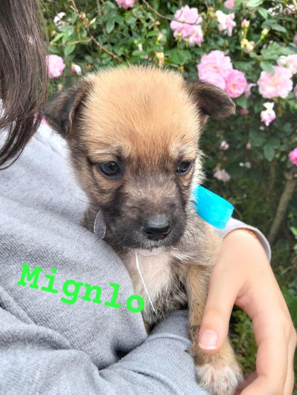  Mignolo