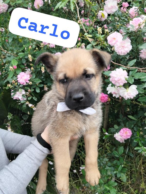 Carlo