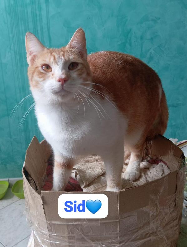 Sid Gattino In Adozione