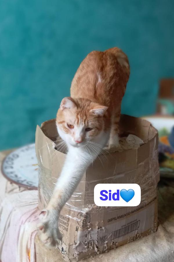 Sid gattino in adozione Foto 2