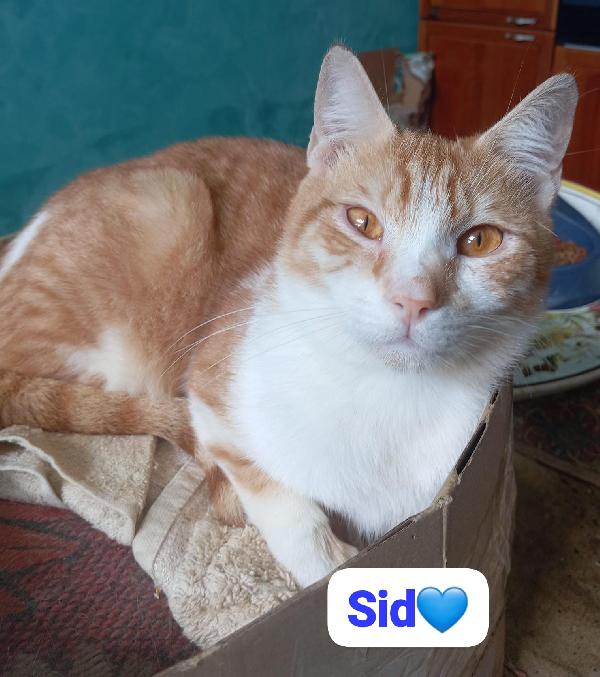 Sid gattino in adozione Foto 3